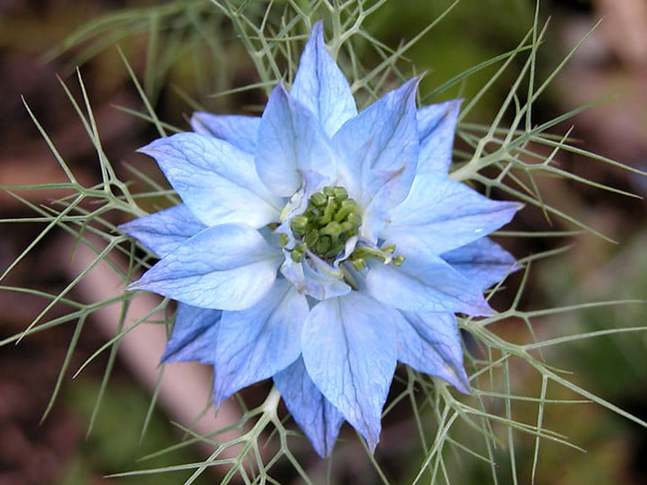 خواص درمانی گیاه سیاه دانه