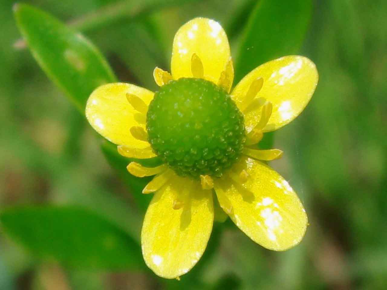 خواص درمانی گیاه آلاله