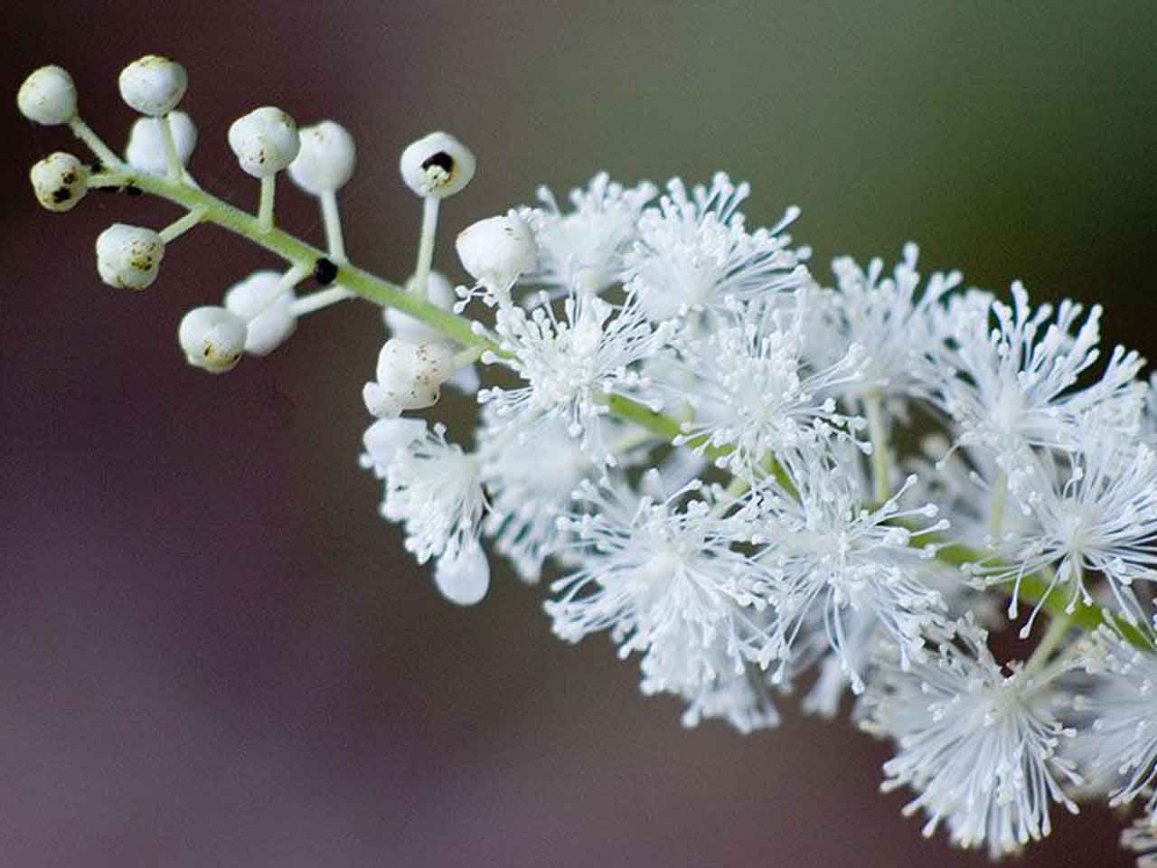 خواص درمانی گیاه قاتل البق