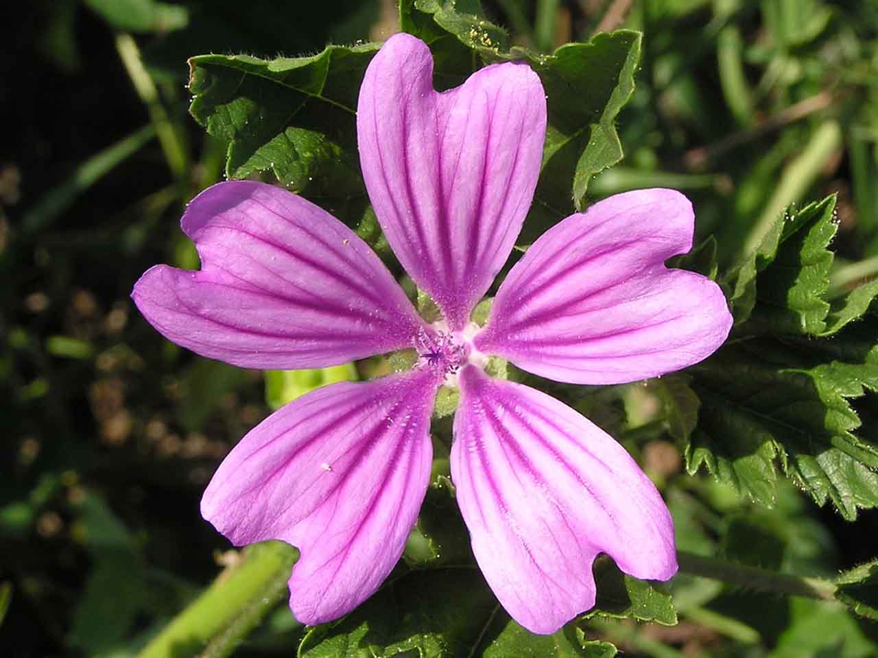 خواص درمانی گیاه پنیرک