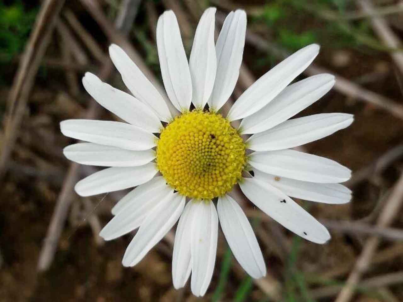 خواص درمانی گیاه بابونه