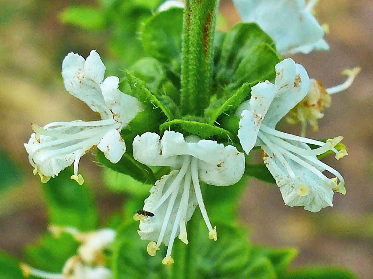 خواص درمانی گیاه ریحان