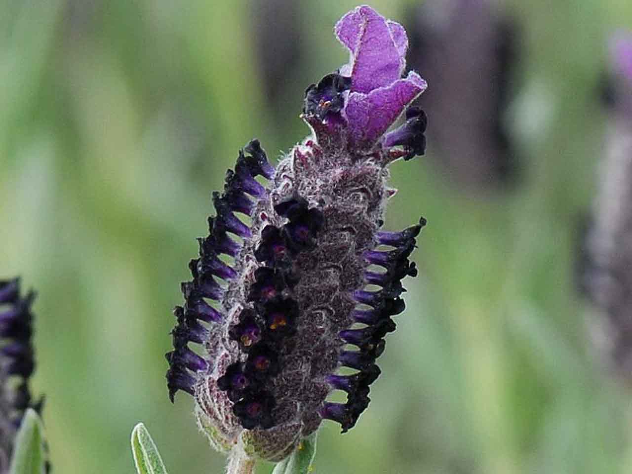 خواص درمانی گیاه اسطوخودوس