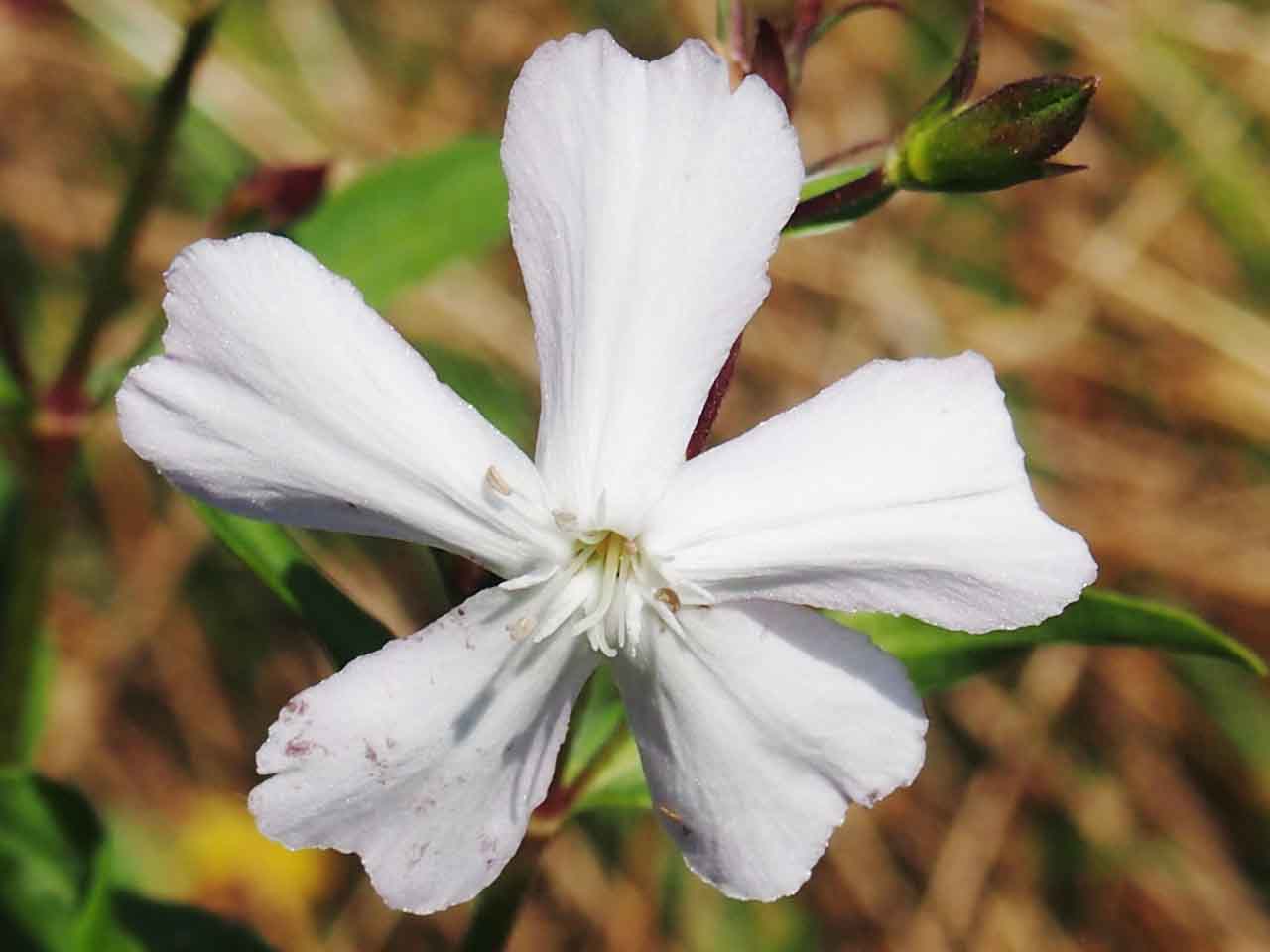 خواص درمانی گیاه صابونی