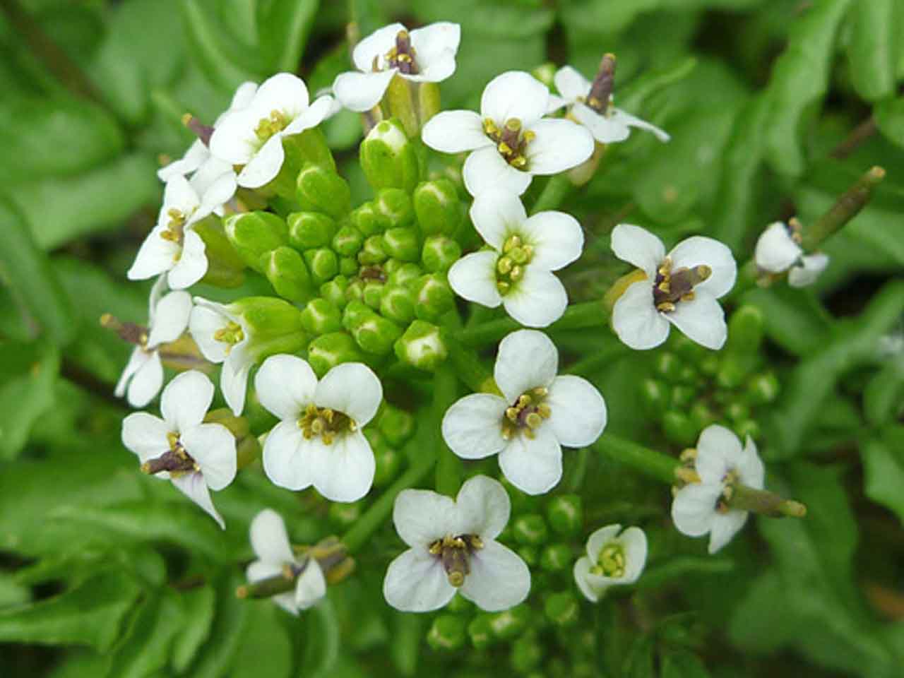 خواص درمانی گیاه علف چشمه