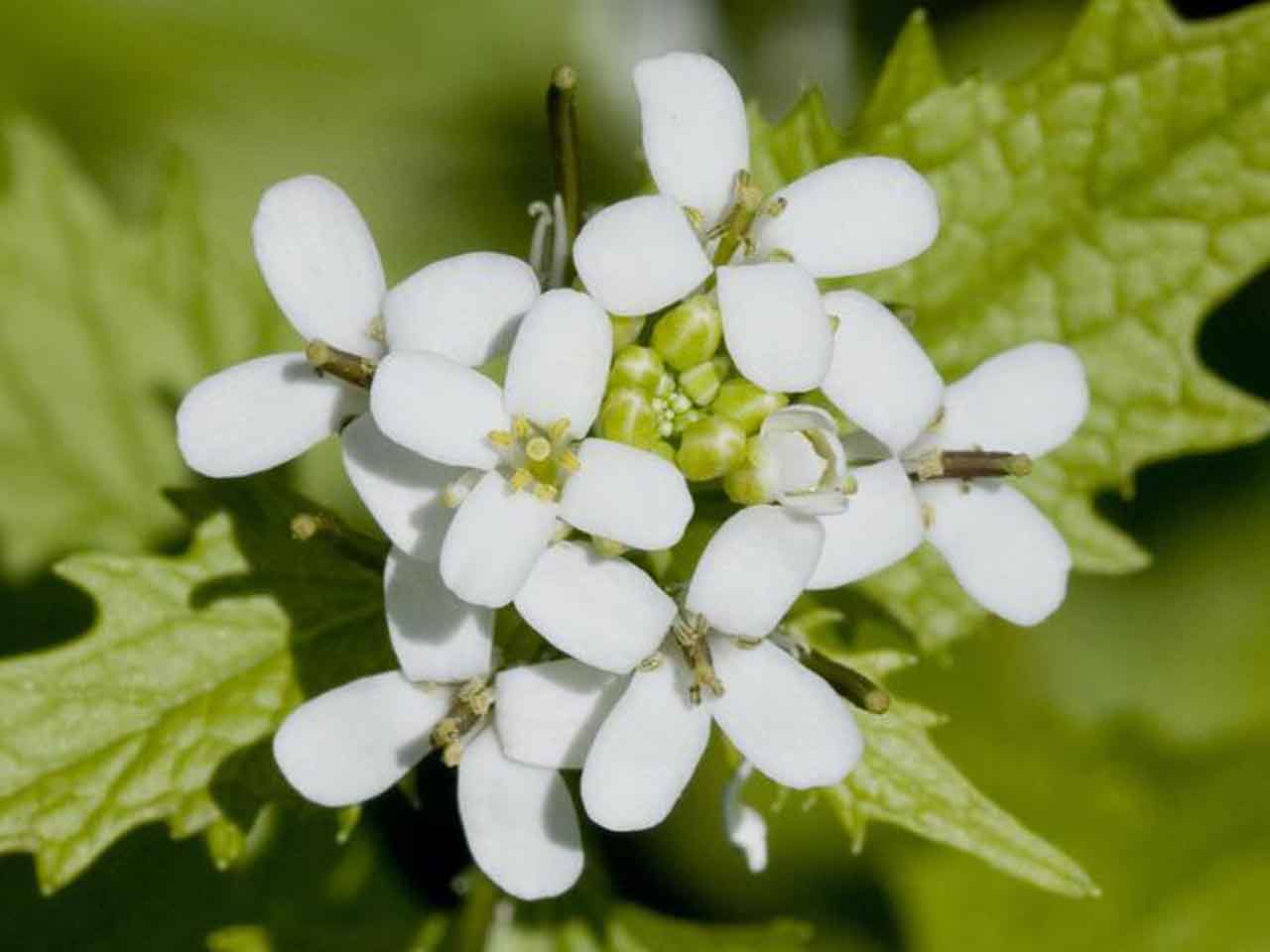 خواص درمانی گیاه سیرک