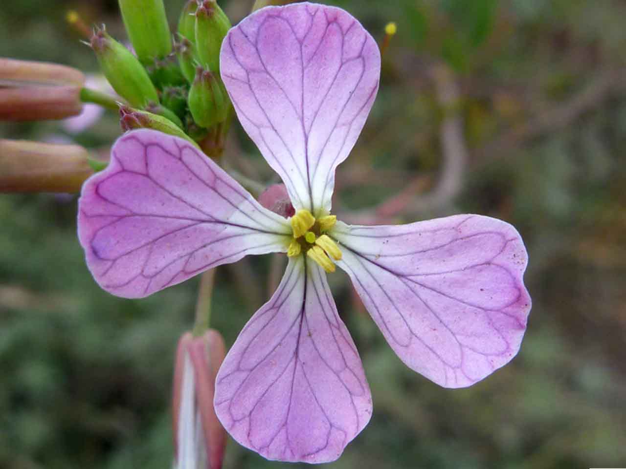 خواص درمانی گیاه ترب