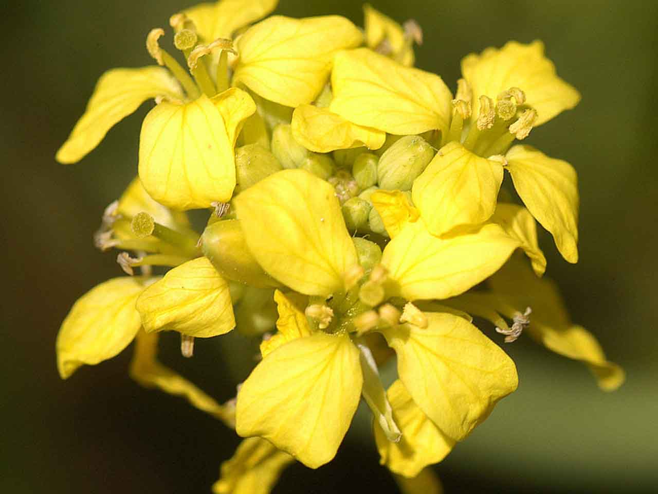 خواص درمانی گیاه خردل سیاه