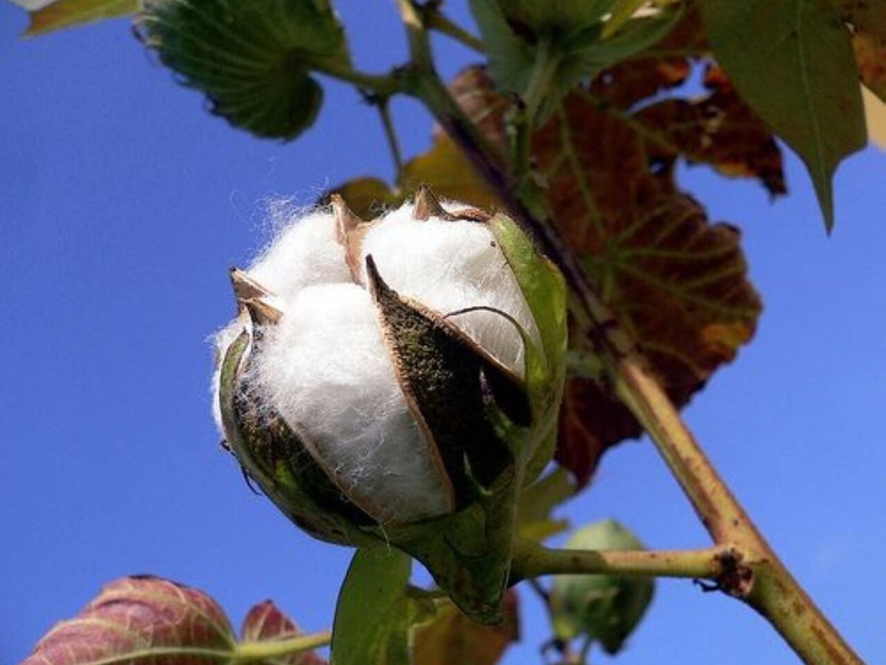 خواص درمانی گیاه پنبه