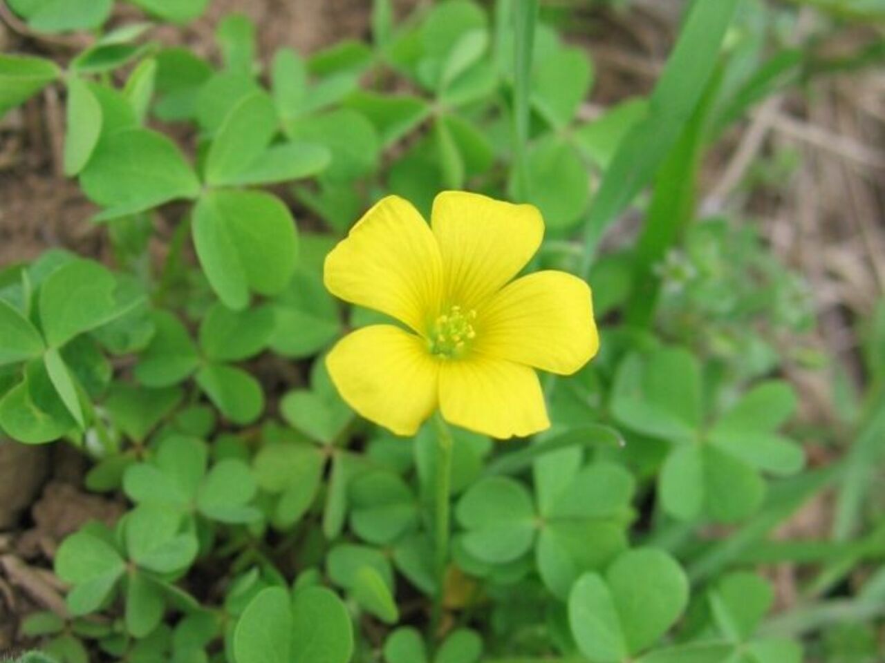 خواص درمانی گیاه ترشک