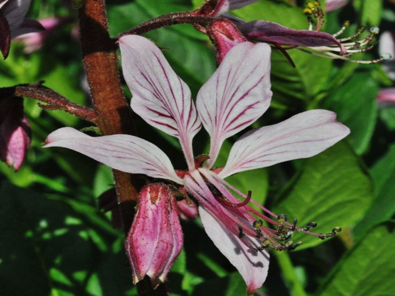 خواص درمانی گیاه ونک