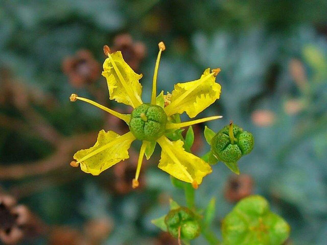 خواص درمانی گیاه سداب