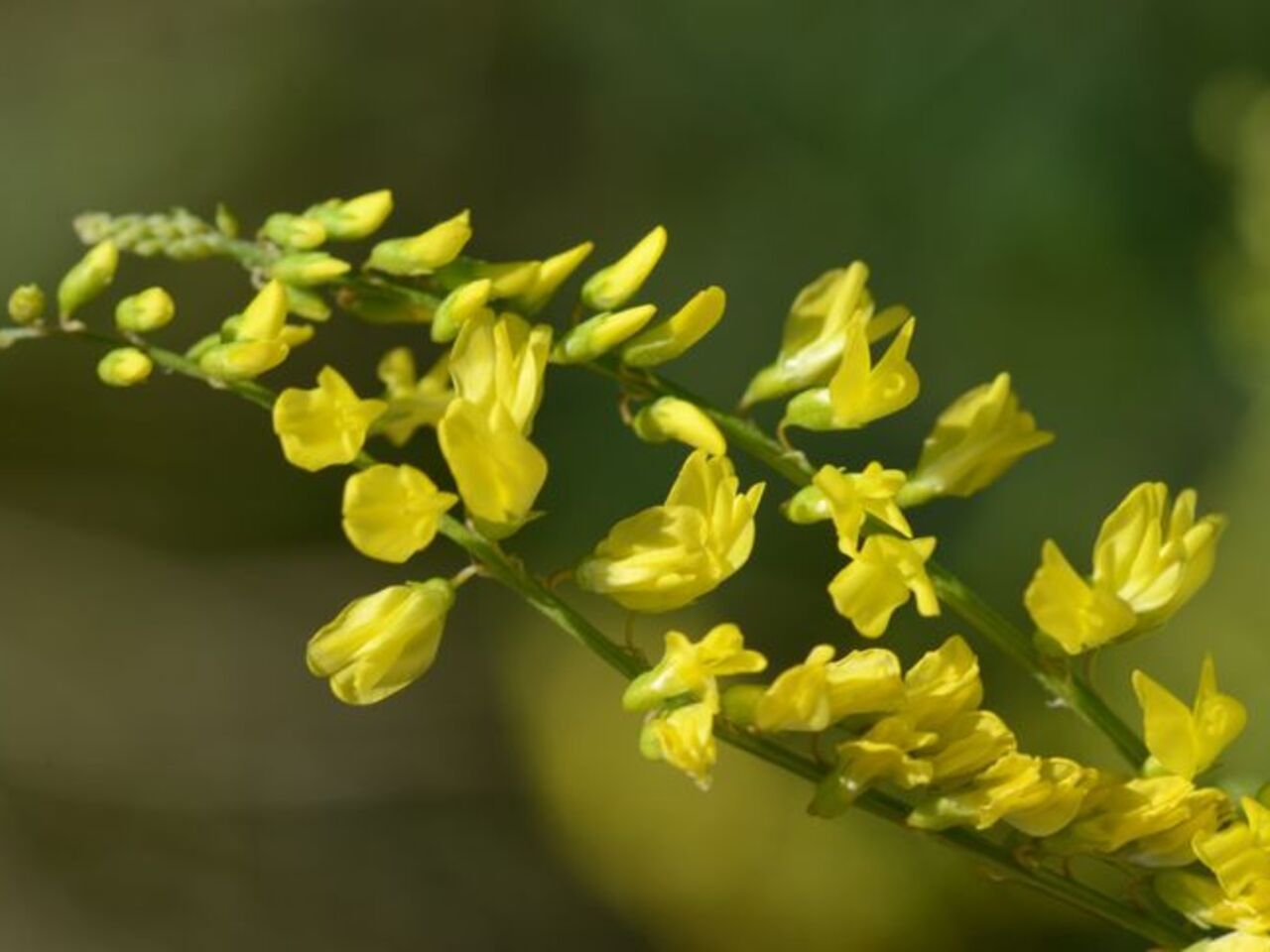 خواص درمانی گیاه شبدر زرد