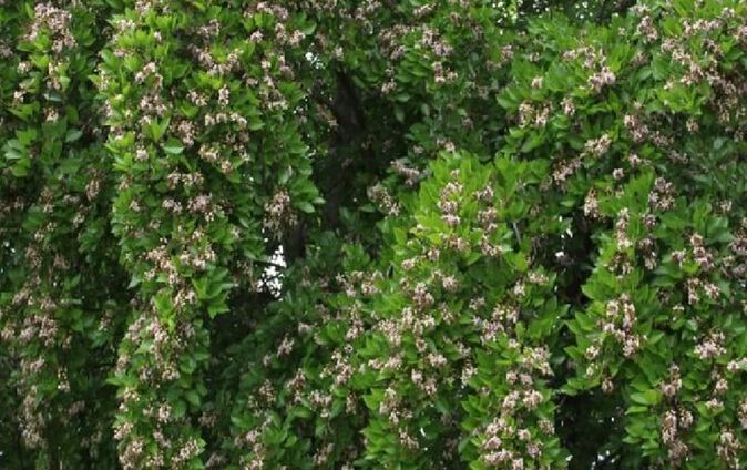 Pongamia glabra Vent