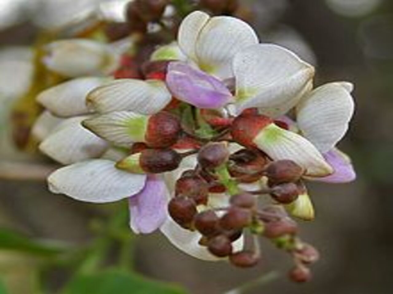 خواص درمانی درخت راش هندی