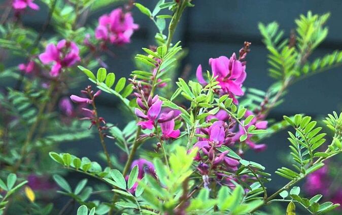 Indigofera tinctoria L