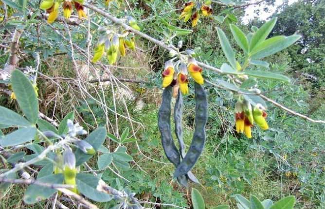 Anagyris foetida L