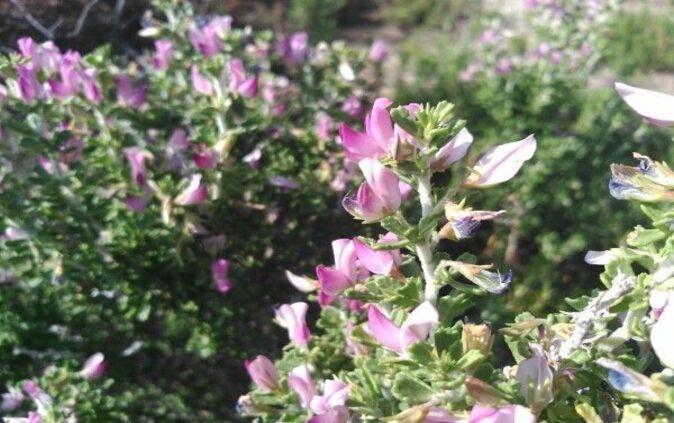 Restharrow Plant