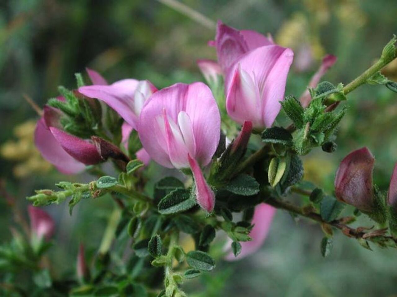 Restharrow Plant