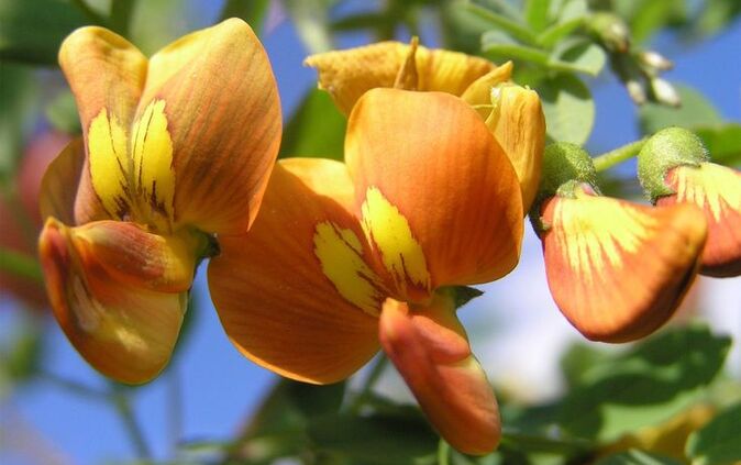 Colutea arborescens L