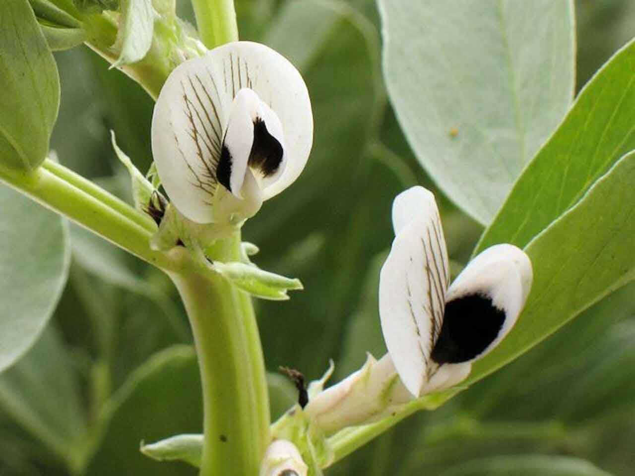 خواص درمانی گیاه باقلا