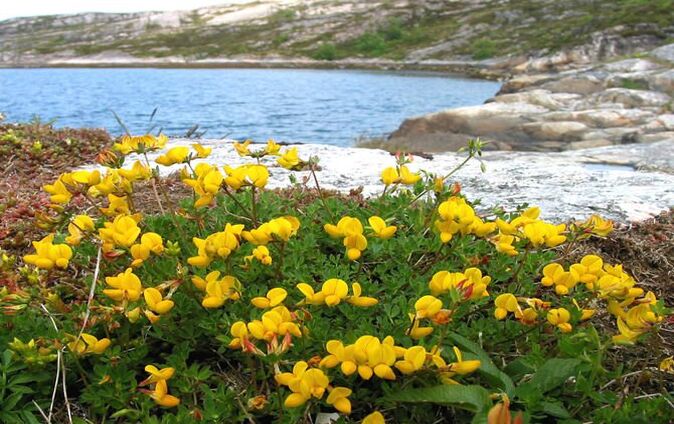 Lotus corniculatus L