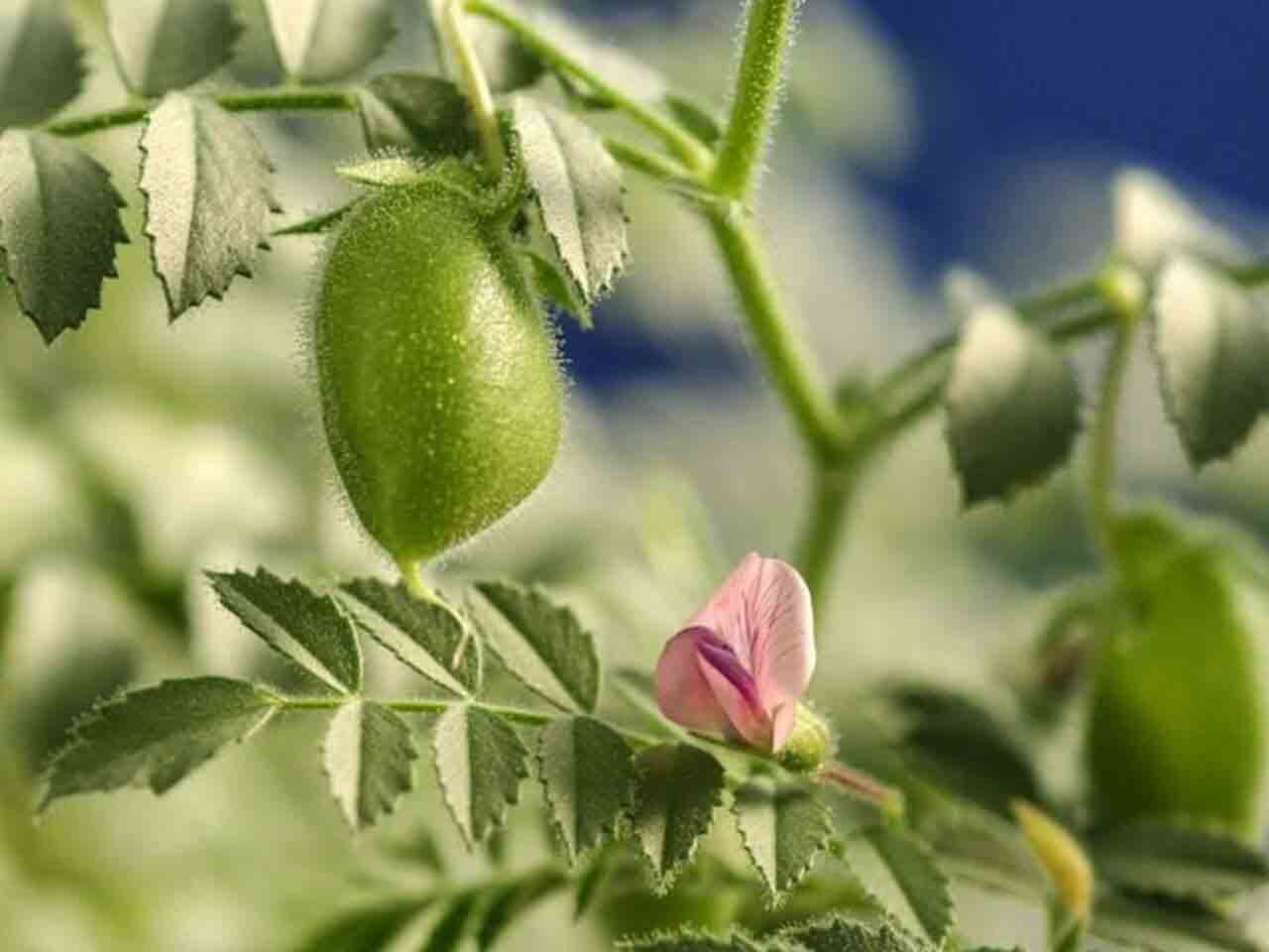 خواص درمانی گیاه نخود