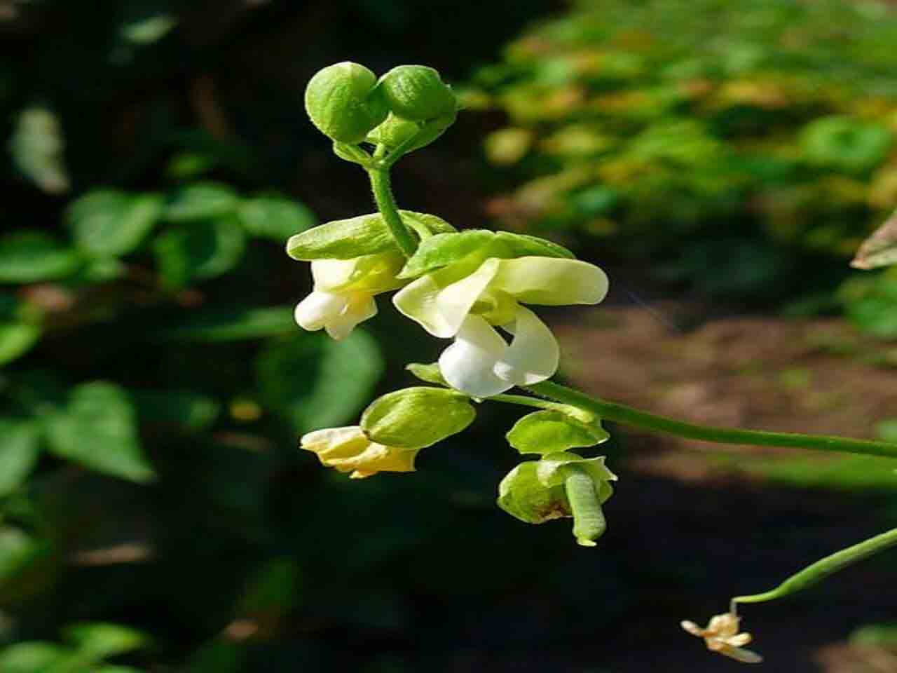 خواص درمانی گیاه لوبیا