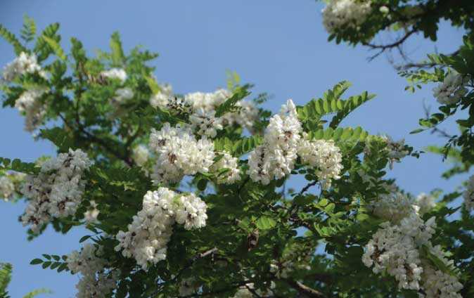 Robinia Pseud - acacia L