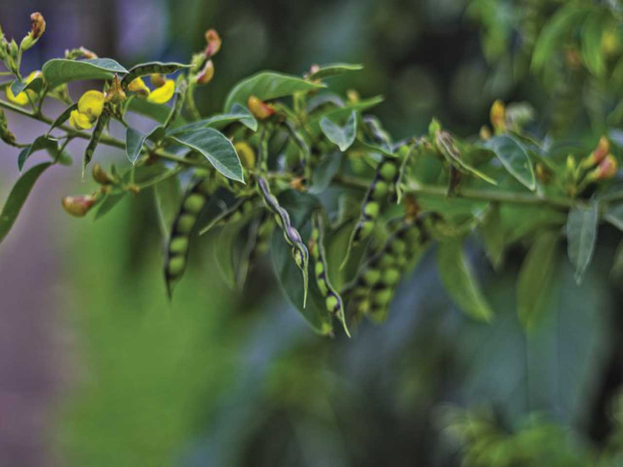 خواص درمانی گیاه نخود سودانی