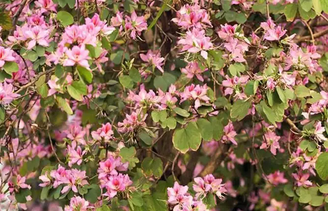 Bauhinia variegata L