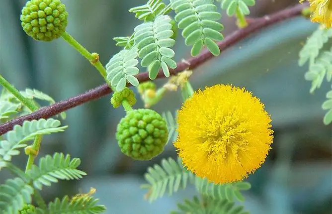 Acacia arabica (Lam.)willd