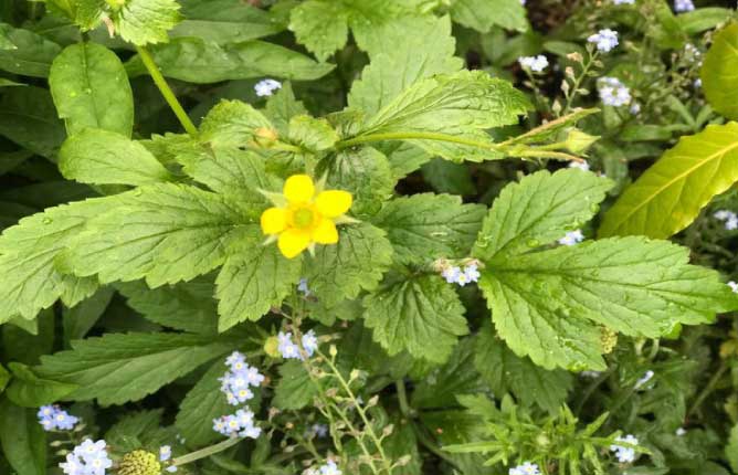 Geum urbanum L