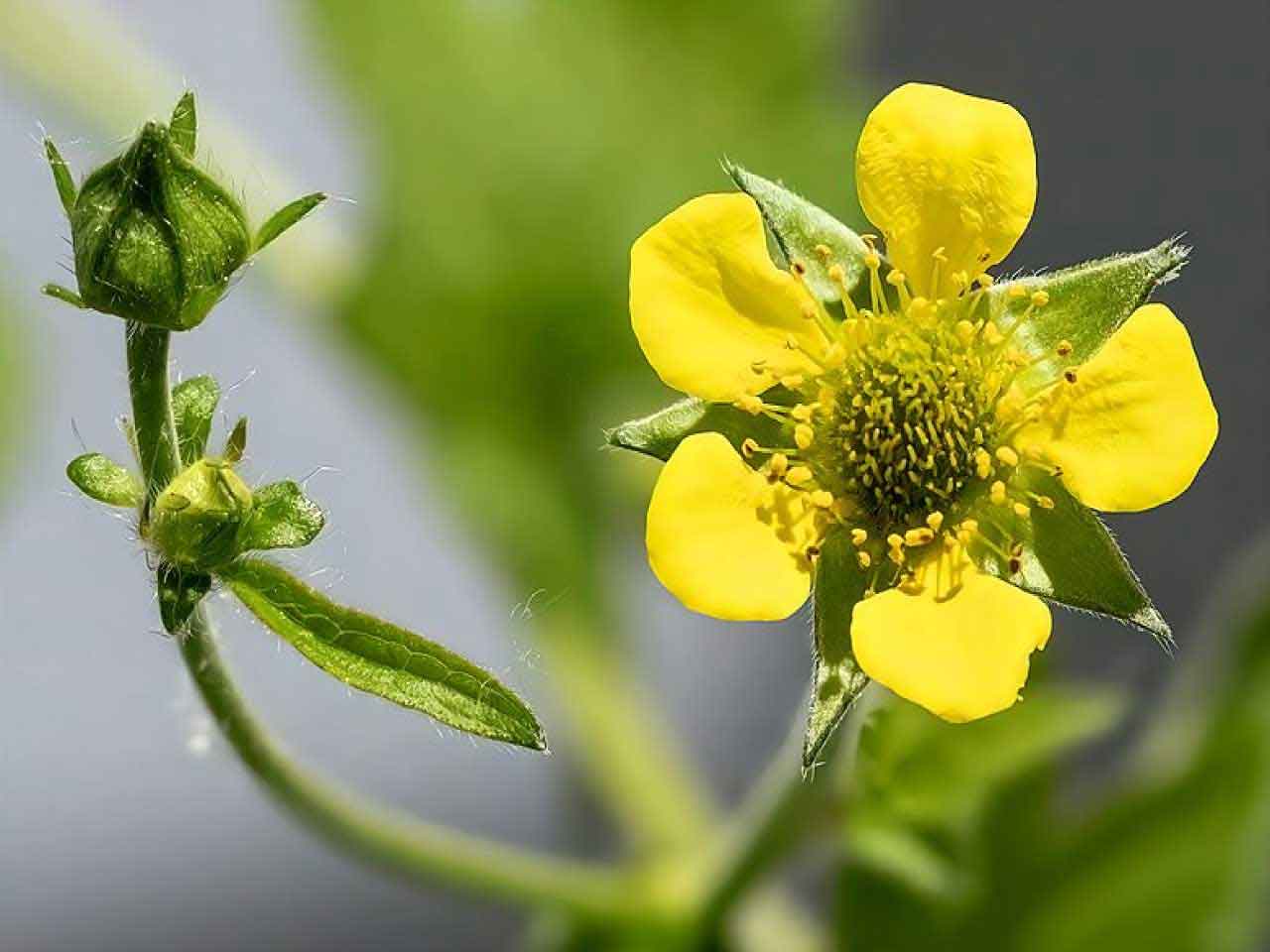 خواص درمانی علف مبارک